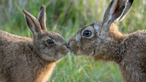 Peter Wilkinson Two brown hares facing each other nose to nose in grassy vegetation, their long ears upright and fur softly lit by natural light.