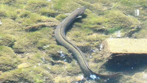 An eel, swimming away from the camera, in the River Sherbourne. The river bottom has weed growing on it, but the water is clear. The eel is light brown in colour with yellow tint along the main spinal fin.