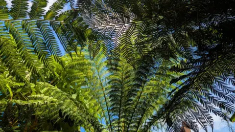 Dave Robinson Tall branches full of green leaves in Gemma and David's garden. 