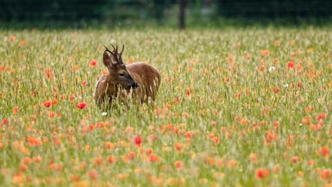 FRIDAY - A deer standing in a poppy field near Pangbourne