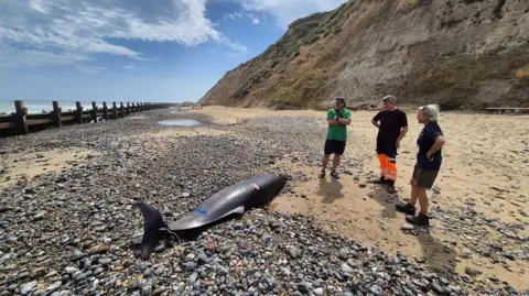 British Divers Marine Life Rescue Three people stand looking at a dead whale stranded on a Norfolk sandy and shingle beach. There are sea defences visible in the background to the left and a cliff to the right.
