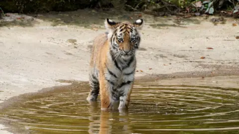 Ian Turner/ Longleat An Amur tiger cub walking through a pool of water in its enclosure at Longleat Safari Park. The pool is surrounded by sand and bushes. 