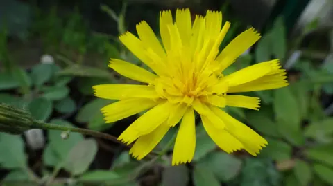 Rare British Plants Nursery Beacons hawkweed