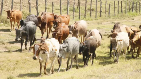 Cattle, which look thin in different types of colors, walk in a grass fencing ground in Cazido County