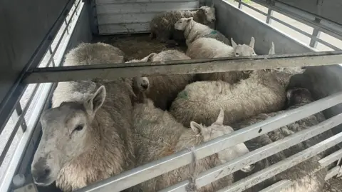 A metal trailer of eight sheep. They are all muddy with a blue-green stamp.