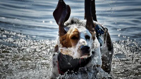 A white and brown dog wearing a black and red harness playing in the sea 