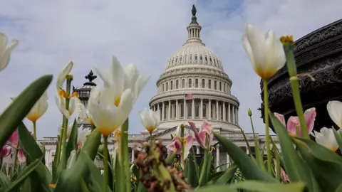 An exterior shot of the US Capitol with white and pink tulips in the foreground