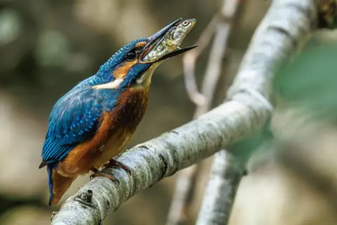 Jack Murray-Bird A bright Kingfisher bird on a branch, with a stickleback fish in its beak.