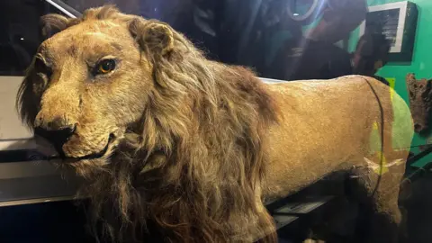 Wallace the lion, a taxidermied lion who has long resided in Sunderland Museum. He looks a little bit rough around the edges, with a somewhat gnarled snout, but his long mane and golden-brown fur is well-preserved.