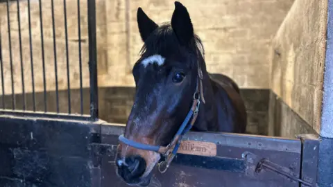 Bay coloured horse William with a white blaze on his face, standing with his head over a stable door with his ears pricked forward and a 'William' name sign on the door