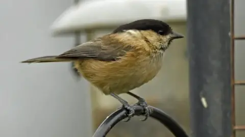 KEVIN BOWERS A Willow Tit stands on a piece of railing. It is small, chubby and has a dark-fured head.