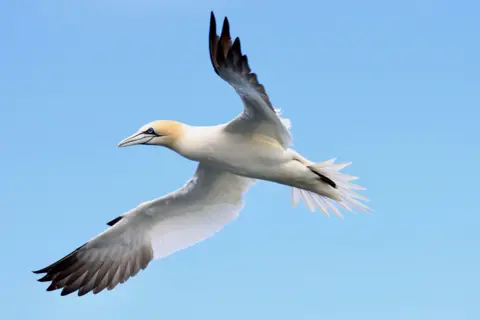 Sheila Tough Looking up at the underside of a gannet overhead. Its wings are spread out and tail feathers in a fan shape.