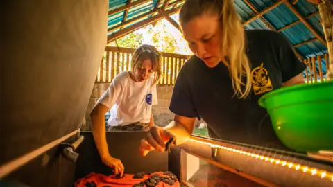 Two young women are standing over a glass container, which has a light panel around the top edge and has multipe baby turtles inside. The woman closer to the camera is holding one of the turtles in her right hand and a green plastic bowl in her left, she wears a black short sleeved t shirt with a yellow logo on the right side and has blonde long haired tied up in a ponytail. The woman to the left wears a white short sleeved t shirt with a blue round logo on the right side, she has light brown hair which frames her face and sunglasses on top of her head. She is reaching into the container to pick up a turtle. The women are standing in an outbuilding, with wooden beams seen overhead and the sides of the building are exposed to the outdoors, where trees can be seen in the distance.