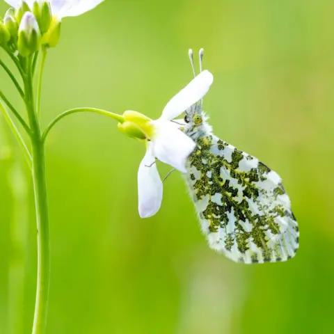 Matthew Jones WEDNESDAY - Oranege-tip butterfly