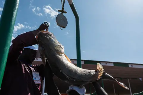 AFP via Getty Images A view from underneath of a man weighing a huge fish on scales suspended on a green frame. Two others are looking on.