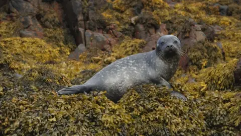 Mark Grierson A grey seal rests on a rocky shoreline covered in dense brown seaweed. It is looking directly toward the camera.