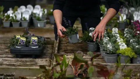 Getty Images A person is holding potted flowers. In front of them and behind them, are wooden tables with rows of potted plants and flowers.