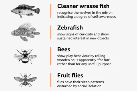 wikimedia/καμβάς Τα ψάρια καθαρισμού wrasse αναγνωρίζουν τον εαυτό τους στον καθρέφτη, υποδεικνύοντας έναν βαθμό αυτογνωσίας. Τα ψάρια ζέβρα δείχνουν σημάδια περιέργειας και δείχνουν συνεχές ενδιαφέρον για νέα αντικείμενα. · Οι μέλισσες δείχνουν συμπεριφορά παιχνιδιού κυλώντας ξύλινες μπάλες προφανώς «για διασκέδαση» και όχι για οποιονδήποτε χρήσιμο σκοπό. Οι μύγες έχουν διαταραχθεί ο ύπνος τους λόγω της κοινωνικής απομόνωσης