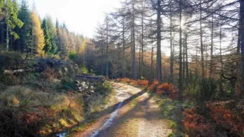 Eric Niven A forest path through trees with sun glowing through the woods. The path is brown and earthy and has grass on it. There is grass on either side which is partially green and partially red. A line of trees is in the background and is green and brown. There are thin trees to the right hand side.