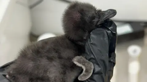 Weymouth Sealife Centre A small fluffy penguin chick with dark brown down and its beak and eyes closed being held in a black plastic glove