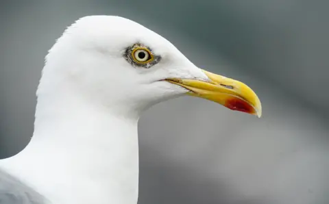 The white head of a gull in close up. It has a yellow beak with an orange blob at the end