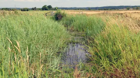 Sam Roberts Pevensey Levels ditch with water