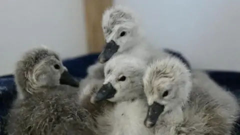 Four fluffy grey chicks with dark grey beaks