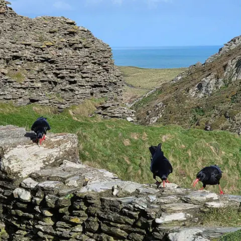 English Heritage Three black birds with red beaks in the remains of a castle