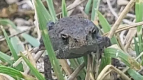 Kirkharle Courtyard Parkrun A close-up shot of a toad, which looks vaguely disgruntled by having its picture taken.
