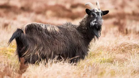 Getty Images A large feral goat on Langholm Moor surrounded by long grass. It has a thick black coat and horns.