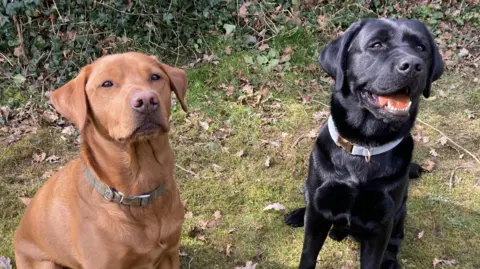 Luke Deal/BBC A red and black Labrador stand next to each other in a grass field. They look up to the camera