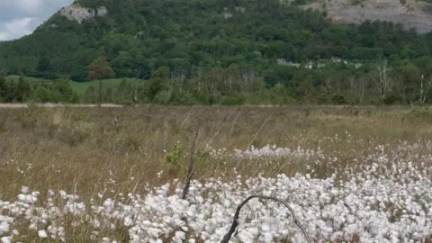 A wild bog landscape with white plants in the foreground as well as a meadow and a large hill covered in trees in the background.