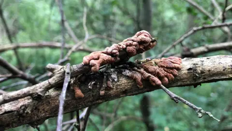 Ron Macbeath Brown fingered fungus on piece of twig, on top of another brown fingered fungus on a twig. It looks like a eight-legged small starfish. The fungus is discoloured.