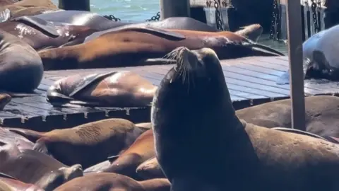 A sea lion is seen taking in the sun.