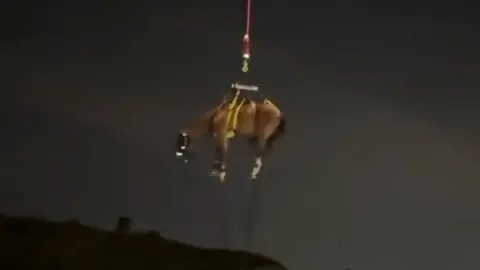 A horse is suspended from a helicopter 