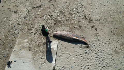 Rob Deaville An ariel shot of a small sperm whale on a beach in Devon. A man is stood to the left of it.
