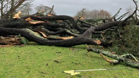 A tangle of tree branches of a large mature, lichen covered tree lie on he ground. It is hard to tell if they are from one tree or more. A yellow flag lies on the ground in front of the felled branches. There are some trees still standing in the background.