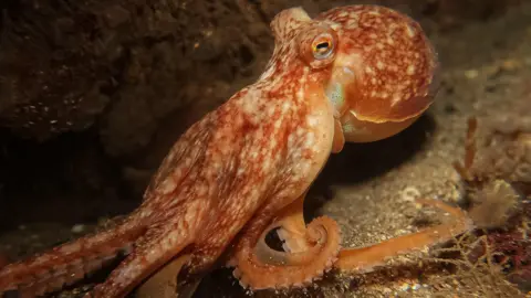 ROBIN BLYTHE An Octopus near Wee Cumbrae