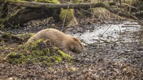 James Beck/PA A beaver being released into Little Sea lake in Studland, Dorset, in March 2025 under the first licence of its kind granted by Natural England.