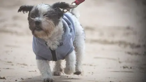 A small black and white fog on a lead and in a jacket. It is walking along a sandy beach.