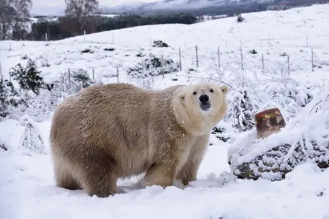 Victoria the polar bear standing in profile with head turned towards the camera, surrounded by snow at the RZSS Highland Wildlife Park.