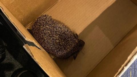 Hedgehog in a cardboard box on the floor