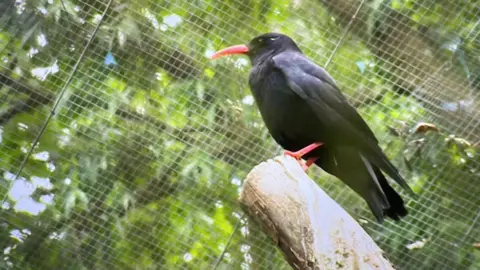 An adult chough sits on a tree stump at Wildwood, with a net behind it to keep it within its coop.