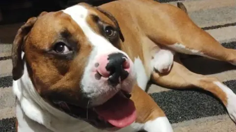 Carla Patrick American bulldog Ricky is lying down with his tongue out. He has brown and white fur.