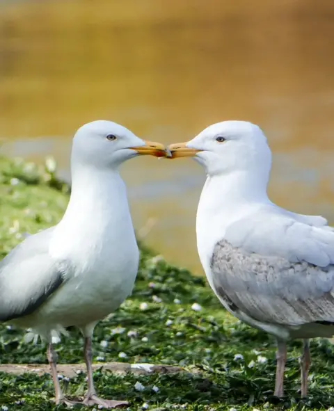Emma Legge Two seagulls are beak to beak while standing looking at each other.