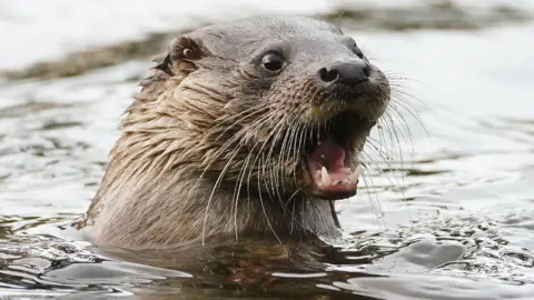 PA Media The head of an otter poking out of dark water. It has dark grey fur, white whiskers and black eyes. Its pink mouth is open and two white teeth are visible. 