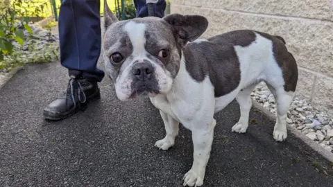 RSPCA A photograph of a what appears to be a French bulldog. The dog stands on the ground next to a wall. One of its ears is turned backwards. A person stands behind the dog but only their legs are visible.