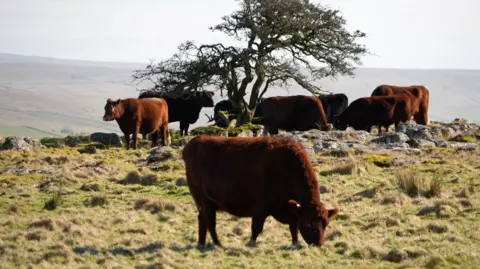 A redpoll cow grazes the stubbly grass while in the background more cattle from the herd stand around under a tree. In the distance the Yorkshire Dales Landscape opens out to a wide view of the countryside. 