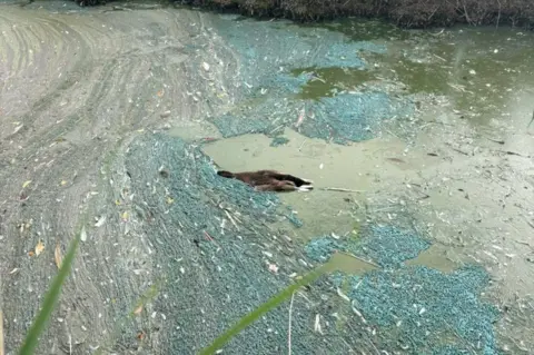 Hayley Cockayne A dead Canada Goose ducks lies in murky, slimy water. Green pond plants surround the thick green water.