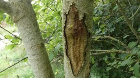LDRS A tree badly affected with ash dieback disease. The bark is peeling back and cracking.